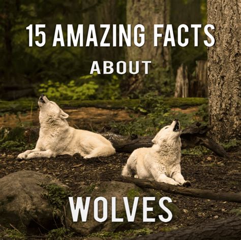 15 Most Interesting Facts About Wolves Hubpages