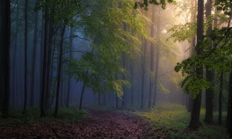 Morning Forest Mist Path Trees Sunbeams Sunlight Nature Landscape Dirt