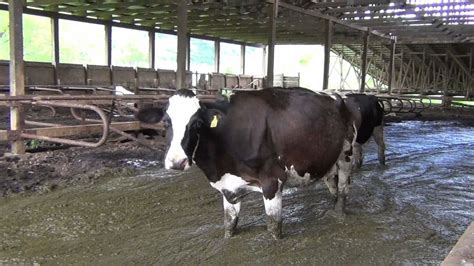 Filthy Nc Dairy Farm Shuts Down Following Peta Investigation Peta