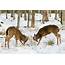 White Tailed Bucks Fighting For Dominance  Stock Image F032/0484