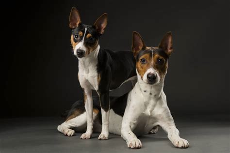 Rat Terrier Ultimate Guide Pictures Characteristics And Facts