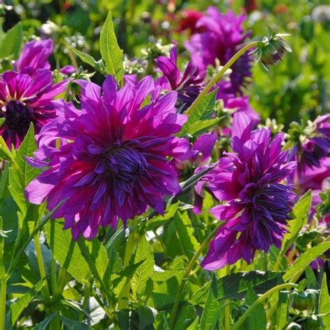 The best cactus dahlia varieties. Die Dahlie 'Purple Taiheijo' blüht in kräftigem Violett ...