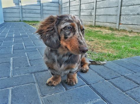 51 Hq Pictures Blue Long Haired Dachshund Long Haired Dachshund Care