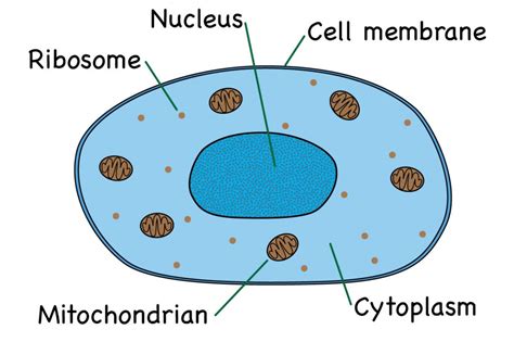 Animal Cell Diagram Worksheets