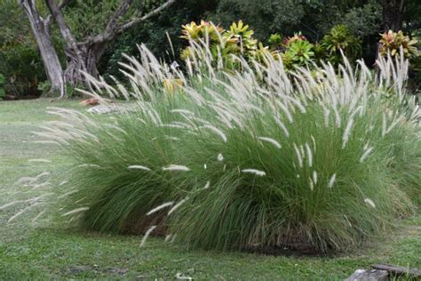 Florida Ornamental Grasses Top Picks Garden Lovers Club