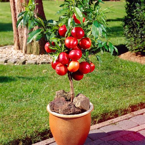 How To Grow Dwarf Apple In Container Nature Bring