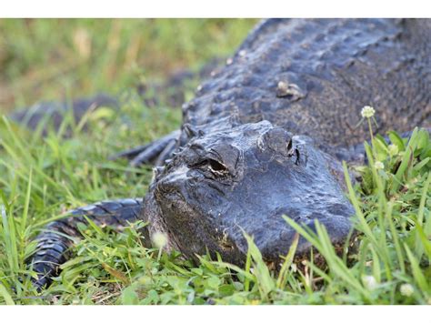 10 Foot Alligator Roped Wrangled Off Hawkins Ranch Dallas Tx Patch