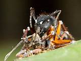 Images of Ant Control Fungus