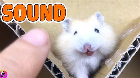 Hamster Sound Make Your Hamster Crazy Hamster Sound Effects High