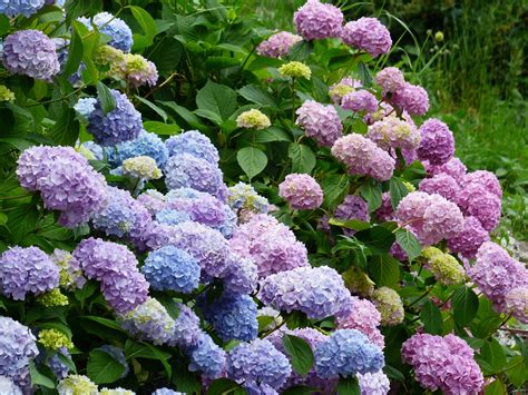 Unfortunately, if your hydrangea contracts this disease, you will have to purge it. Espoma | Keep Pests and Diseases Away From Hydrangeas | Espoma