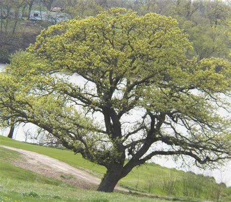 Guide To Growing Oaks Benefits Of Oak Trees Grimms Gardens