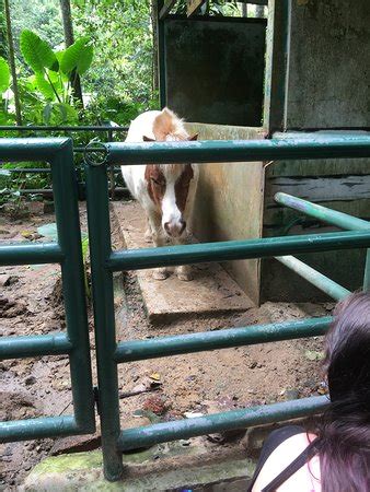 Maybe you would like to learn more about one of these? Lok Kawi Wildlife Park (Penampang) - 2020 All You Need to ...