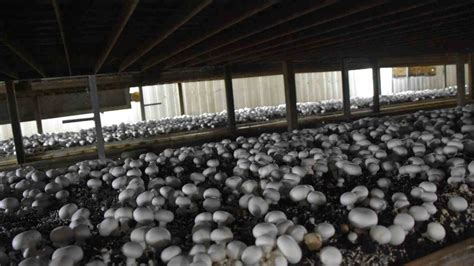 How To Grow Mushrooms Indoors In 5 Easy Steps
