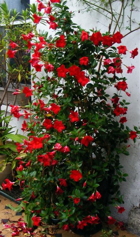 Need to hide your neighbor's shed or soften the lines of a fence or trellis? mandevilla vines and plants | Click on picture for whole ...