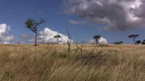 View Of Grassy Savannah Landscape In The Serengeti With Ebony Trees