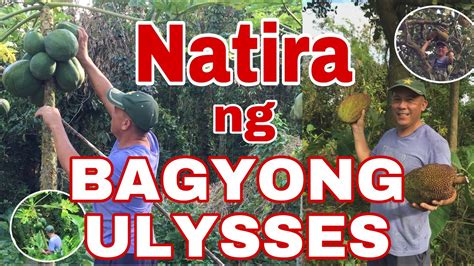 Pag Aani Ng Natirang Tanim Sulong Ang Pwet Ni Byahero Byaherong Batangueno Typulysses Youtube