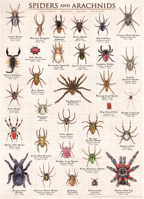29 Best Images About Animal Charts On Pinterest