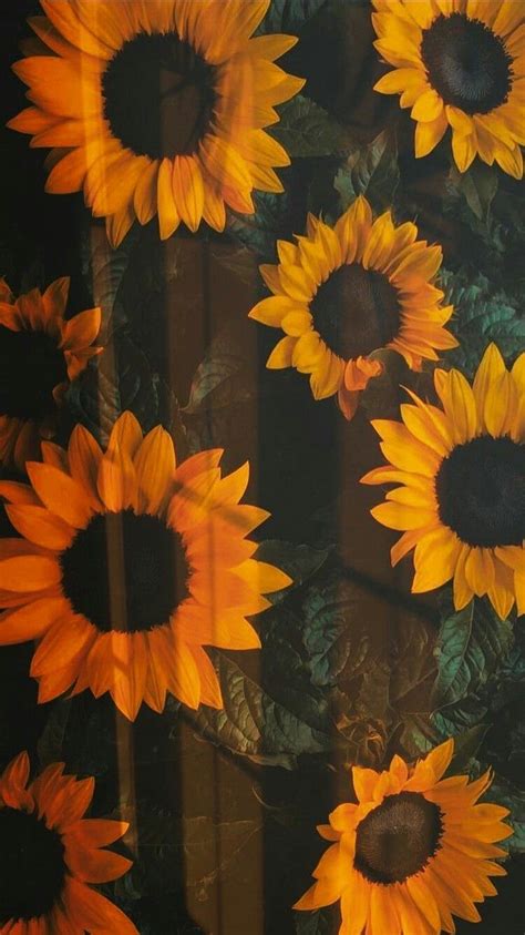 Sunflower Fondo De Pantalla De Flores Vintage Girasol En Acuarela
