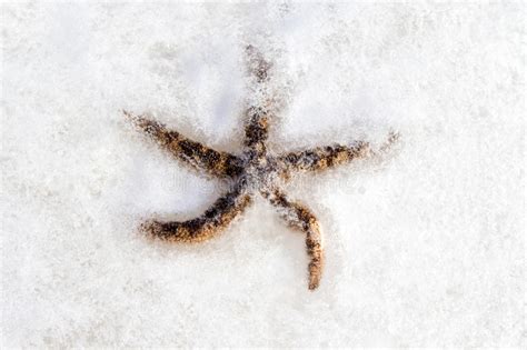 estrellas de mar congeladas en el hielo foto de archivo imagen de marina hielo 61441670