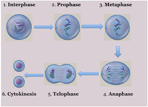 Cell Division Via Mitosis Unifying Principles Of Biology Blog