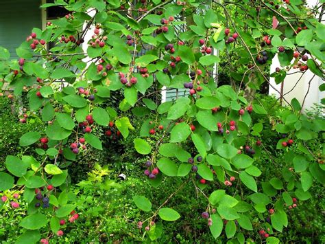 Consider available space and available sunlight. Top Thirty Wild Foods in Western North Carolina | Edible ...