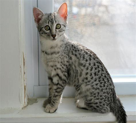 Egyptian maus are one of the few naturally spotted breeds of a domesticated cat. Mısır Mausu (Egyptian Mau) Özellikleri