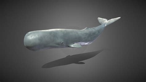 sperm whale animation