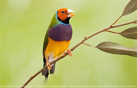 Yellow Headed Gouldian Finch Endangered Lives In Australia Yellow