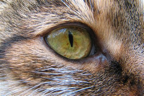 The Science Behind Your Cats Cute Features Cats Tapetum Lucidum