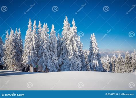 Frosted Fir Trees And A Blue Sky Stock Image Image Of Fairytale
