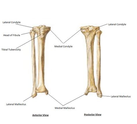 Tibia And Fibula Anatomy Anatomy Drawing Diagram