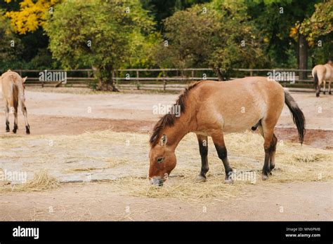 Wild Horse Or Mule Or Pony In Zoo Of Prague Mammal Or Horse Eat Oats