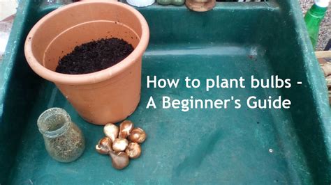The Green Fingered Blog How To Plant Bulbs A Beginners Guide