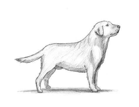 How To Draw A Dog Labrador Retriever Video And Step By Step Pictures