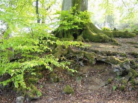 Tree Roots © Graham Horn Geograph Britain And Ireland
