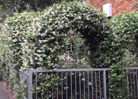 How To Grow Star Jasmine Confederate Jasmine Gardening Channel