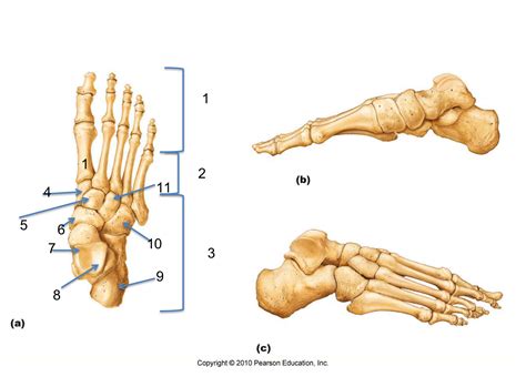 Unlabeled clavicle bone anatomy via. practical 2 at University of Cincinnati - StudyBlue