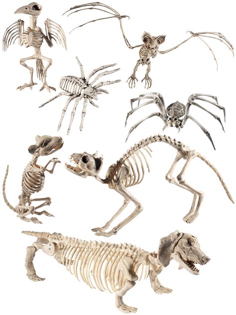The art of jaime santyr dog skeleton. Halloween Animal Skeleton Prop Party Decoration Rat Spider ...
