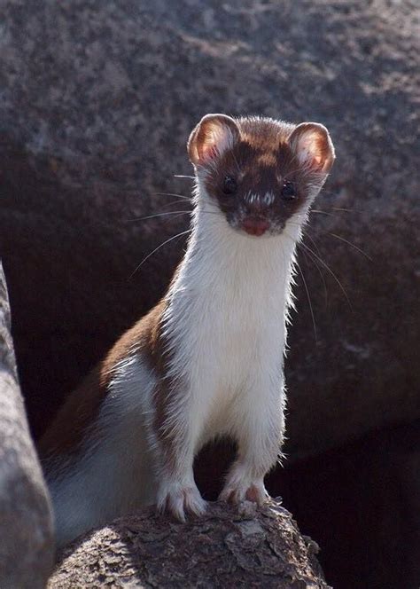 Weasel Cute Animals Animal Guides Weasel