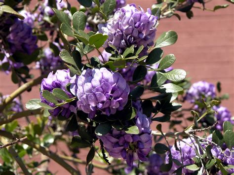Sipaphoto copyright works please do not reprint. PLANT OF THE MONTH - TEXAS MOUNTAIN LAUREL (SOPHORA ...