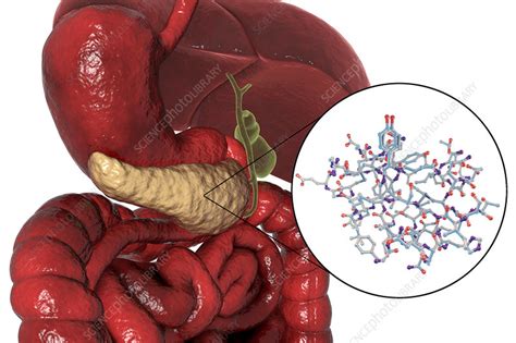 Human Pancreas And Insulin Molecule Illustration Stock Image F021