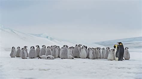 Emperor Penguin Adults And Chicks At The Snow Hill Island Rookery