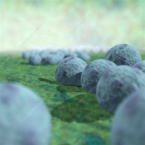 Mrsa Bacteria Artwork Stock Image C0011153 Science Photo Library