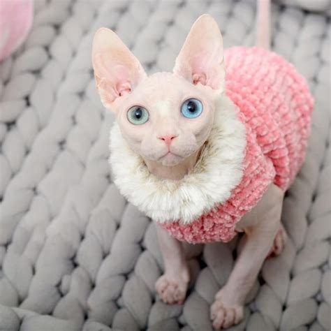 Sphynx Cat Clothes Handmade Sweater Mink Wool Warm Vest Autumn Etsy