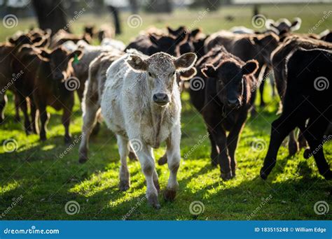 Murray Grey Angus And Cattle Grazing On Beautiful Pasture Stock Photo