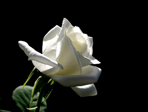 Single White Rose Black Background Wallpapers Gallery
