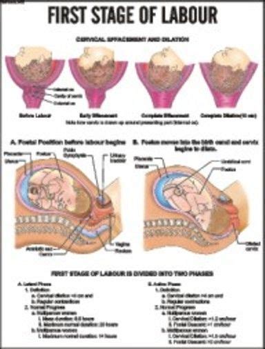 Stages Of Labor Chart