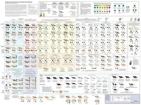 Guide to Housecat Coat Colors & Patterns | Cat colors, Types of cats