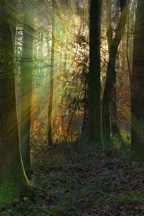 Forest Sunbeam Nature Fog Landscape Backlighting Mystical Trees