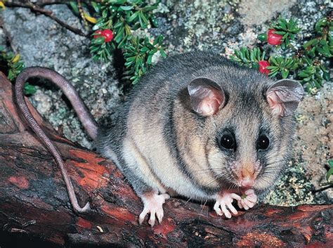 Mountain Pygmy Possum Animals Facts And Pictures All Wildlife Photographs